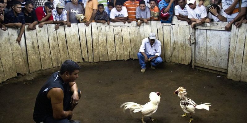 Attractive forms of 777PESO cockfighting