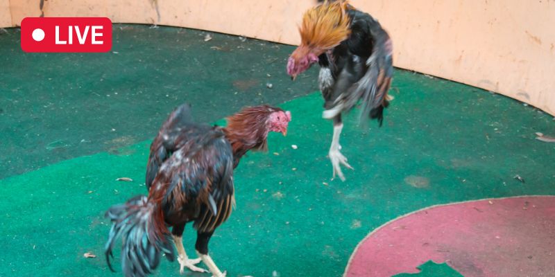 Some information about Philippines online cockfighting