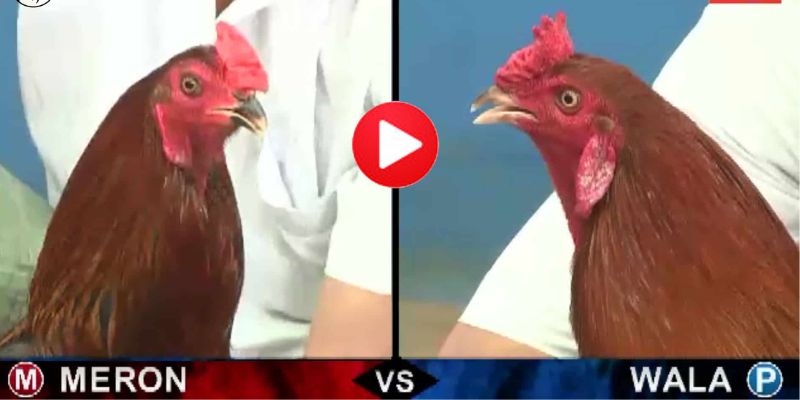 Understand Filipino's online cockfighting betting portal