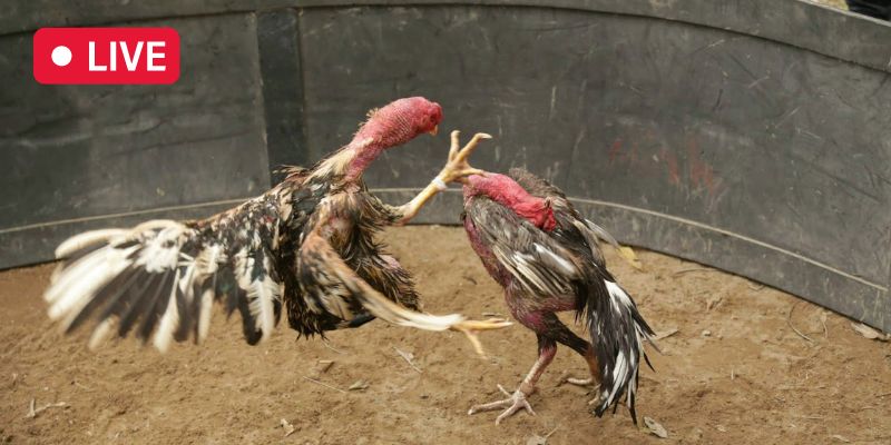 Experience playing Philippines online cockfighting 